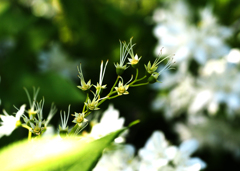 二ヶ領用水の花８