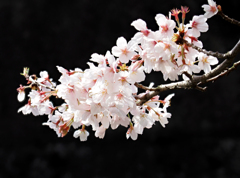 二ヶ瀬用水の花１　春