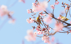 修善寺寒桜