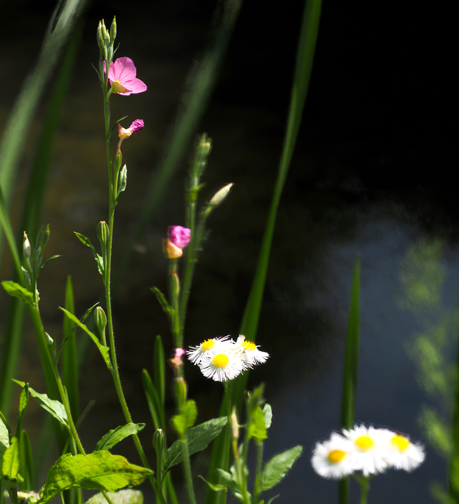 二ヶ領用水の花７