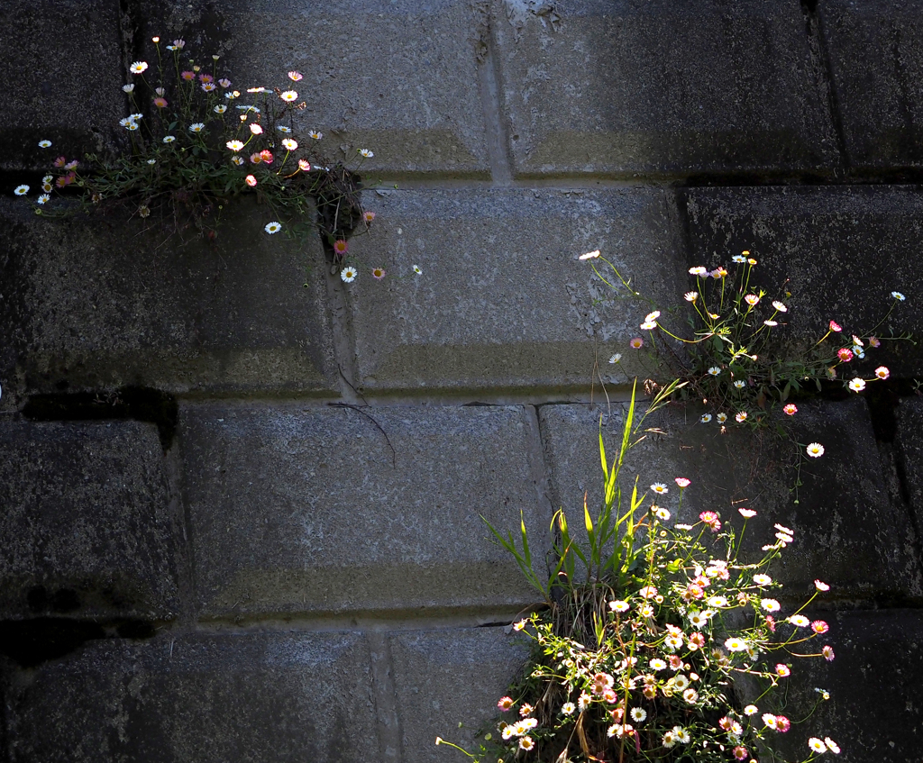 二ヶ領用水の花