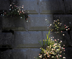 二ヶ領用水の花
