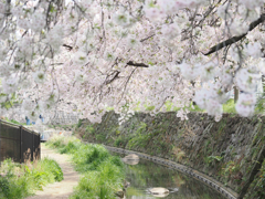 二ヶ瀬用水の花４　春