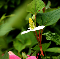 雨あいの花４