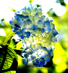 二ヶ領用水の花２２