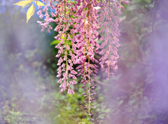あしかがフラワーパークの花　藤