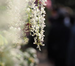 あしかがフラワーパークの花　白藤２