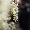あしかがフラワーパークの花　白藤２