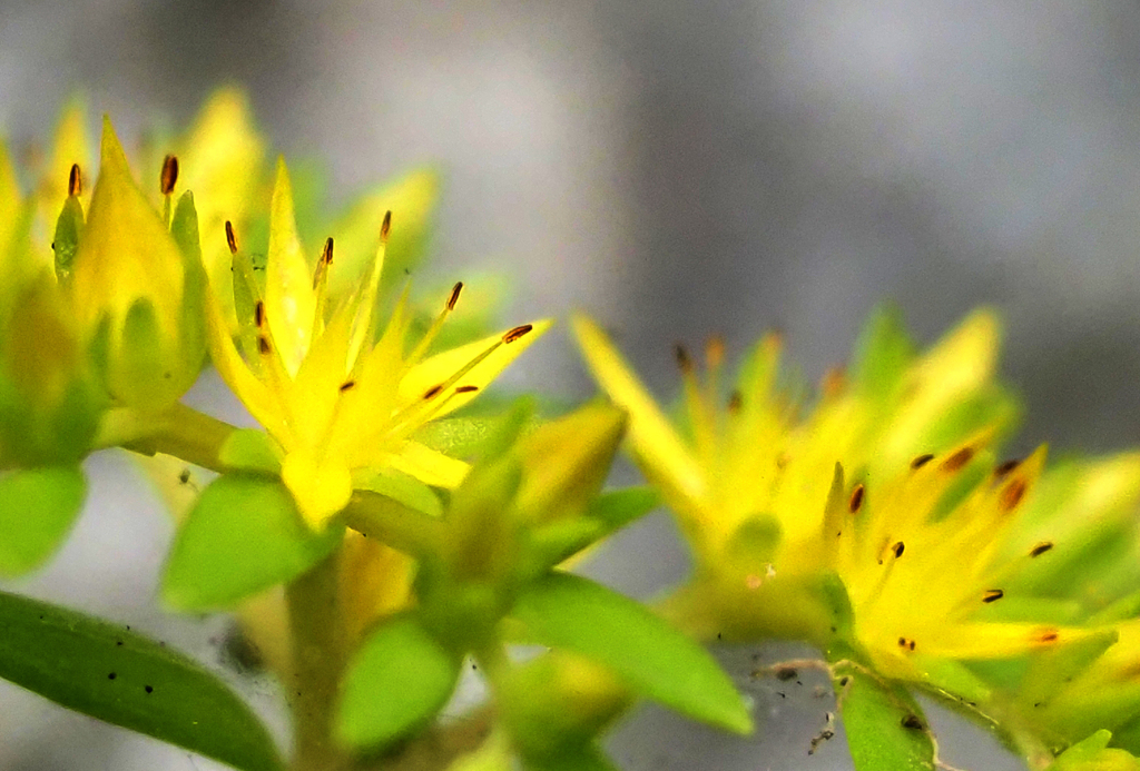 二ヶ領用水の花１２