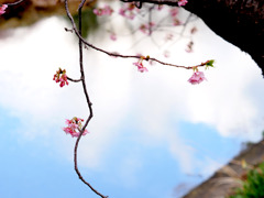 河津川と桜