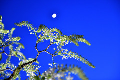 月と藤の花