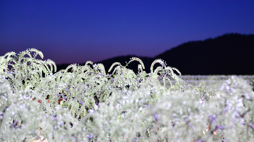 藤の花２