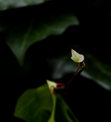 雨あいの葉１