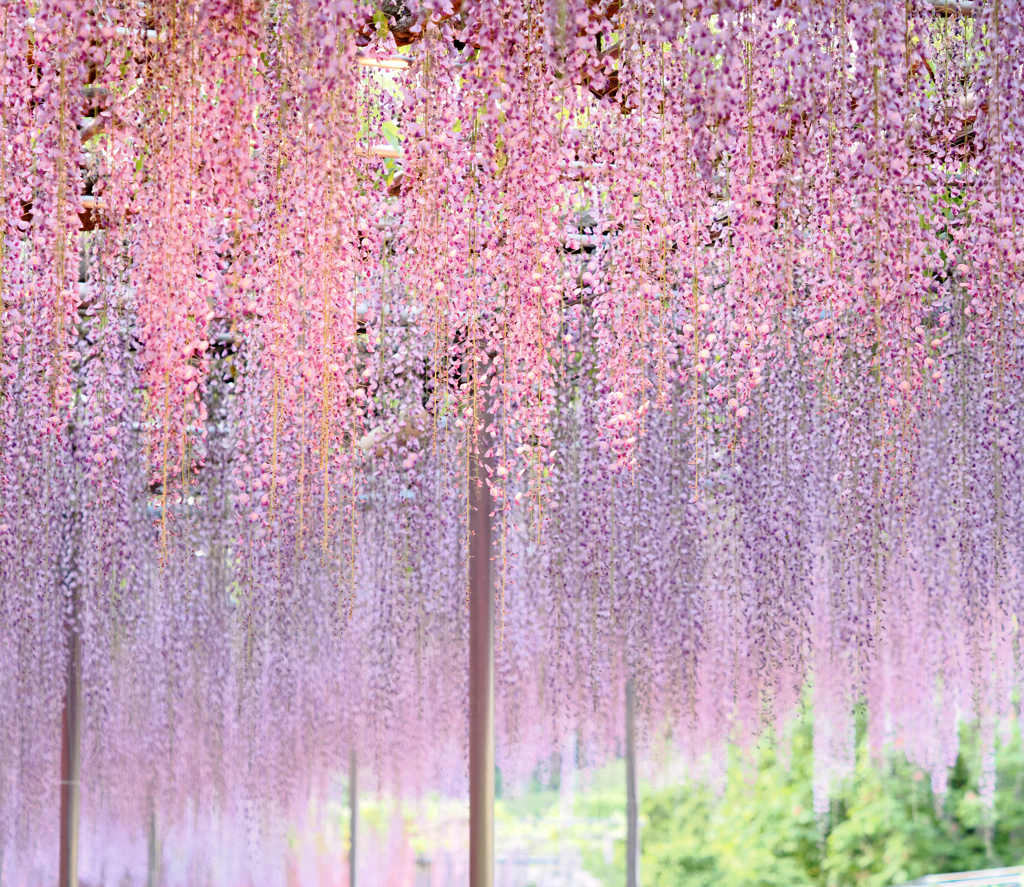 あしかがフラワーパークの花　藤の花２