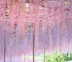 あしかがフラワーパークの花　藤の花２