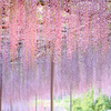 あしかがフラワーパークの花　藤の花２