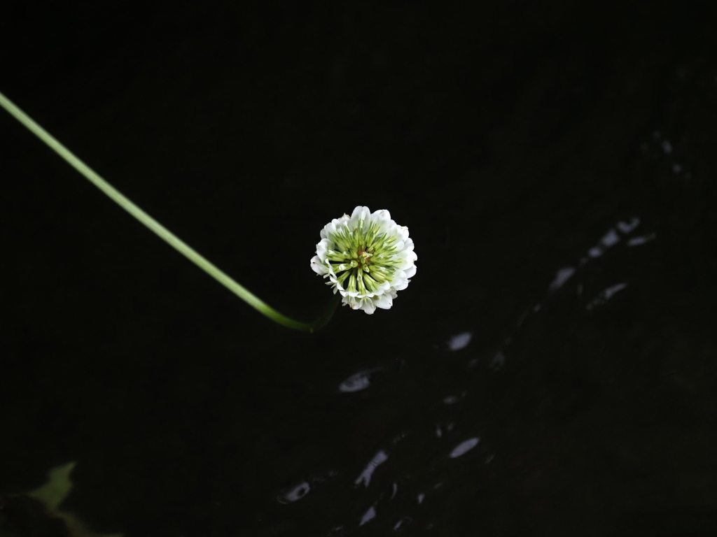 二ヶ領用水の花２１