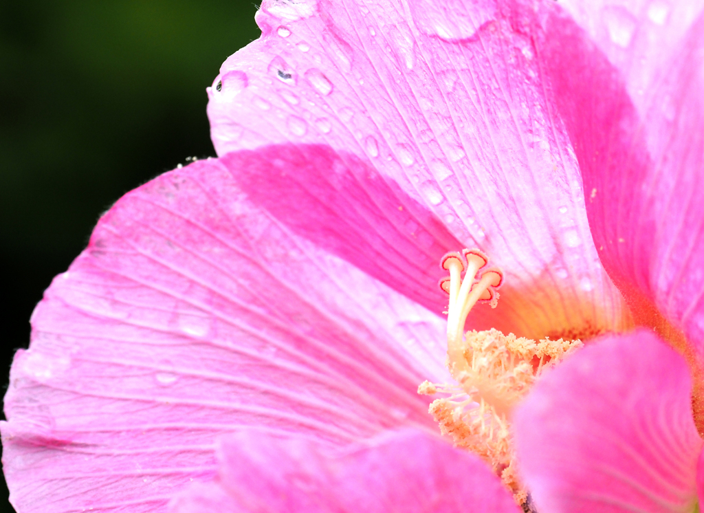 隅田川の植物　芙蓉