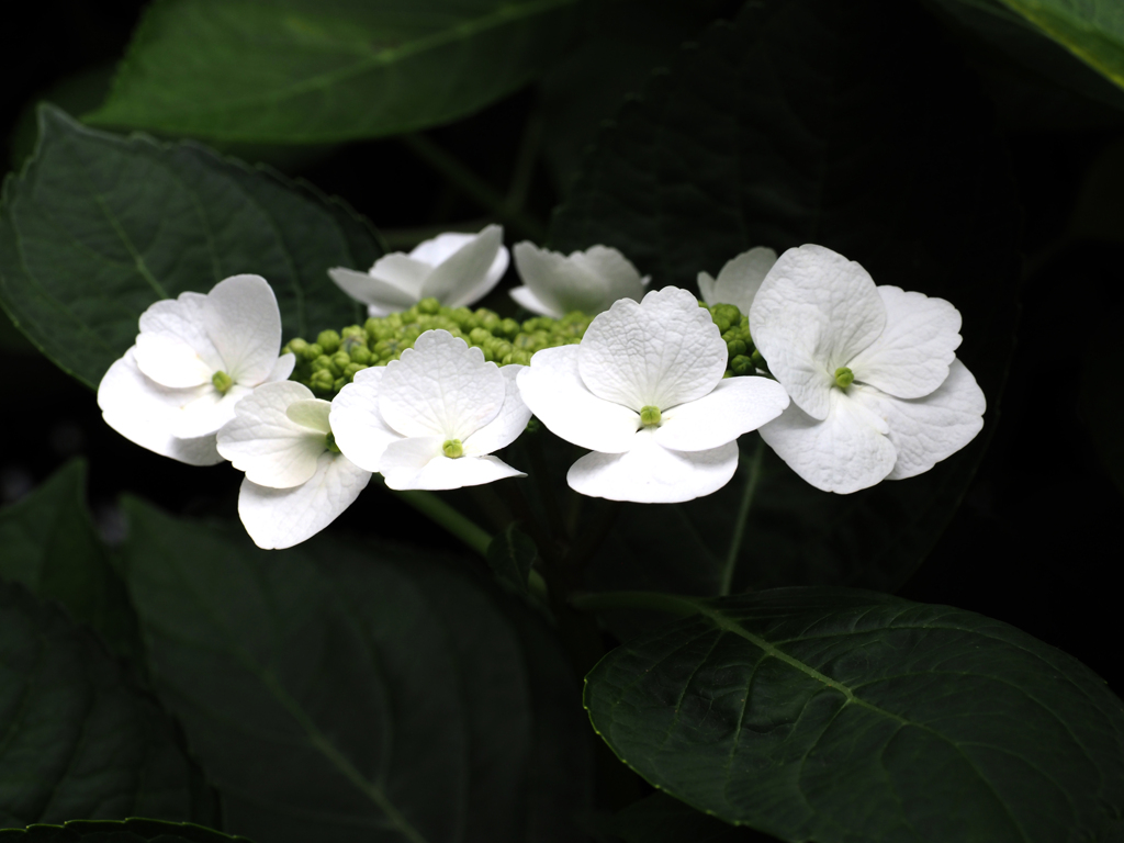 雨あいの花５