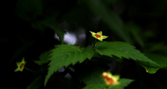 二ヶ領用水の花１６