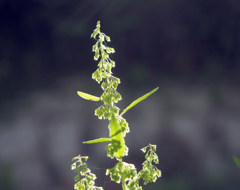  二ヶ領用水の花11