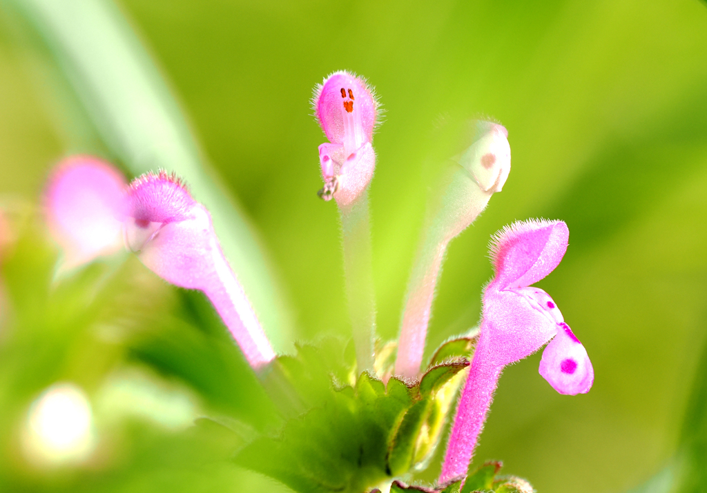 ホトケノザ　二ヶ領用水の花