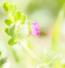 カラスノエンドウ　二ヶ領用水の花３月