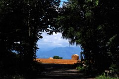 麦稈ロールの見える風景