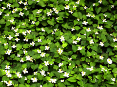 雨あいの花６