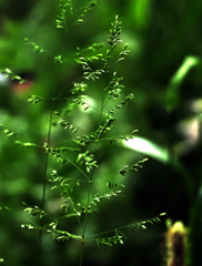 二ヶ領用水の花１３
