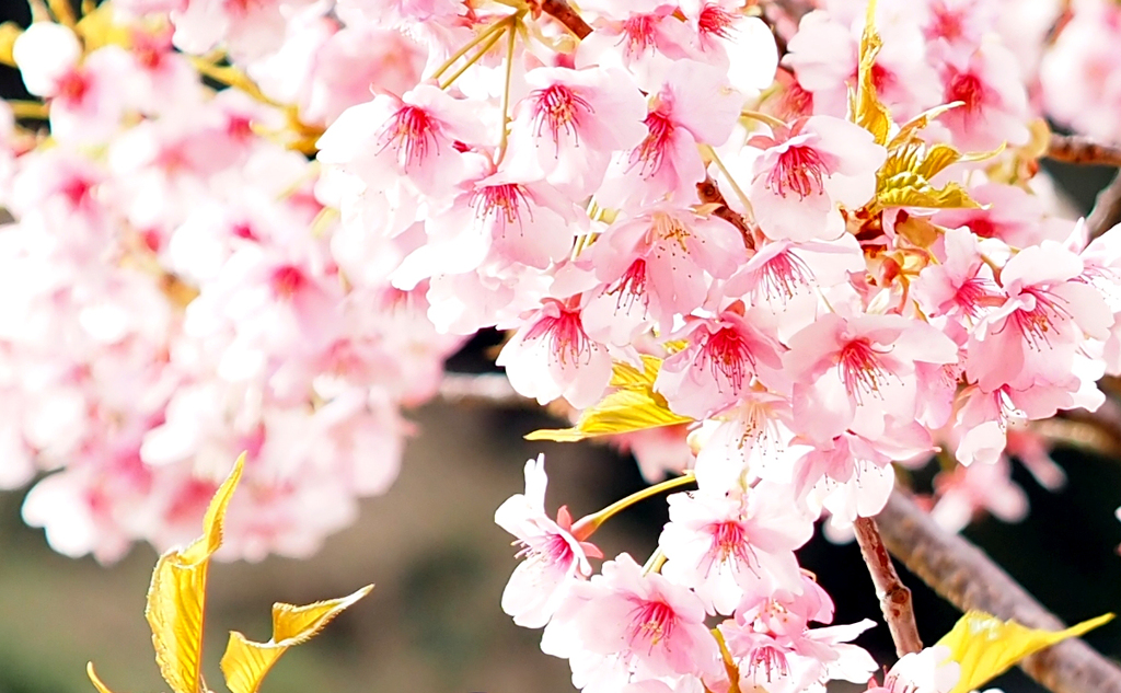 下賀茂の河津桜１