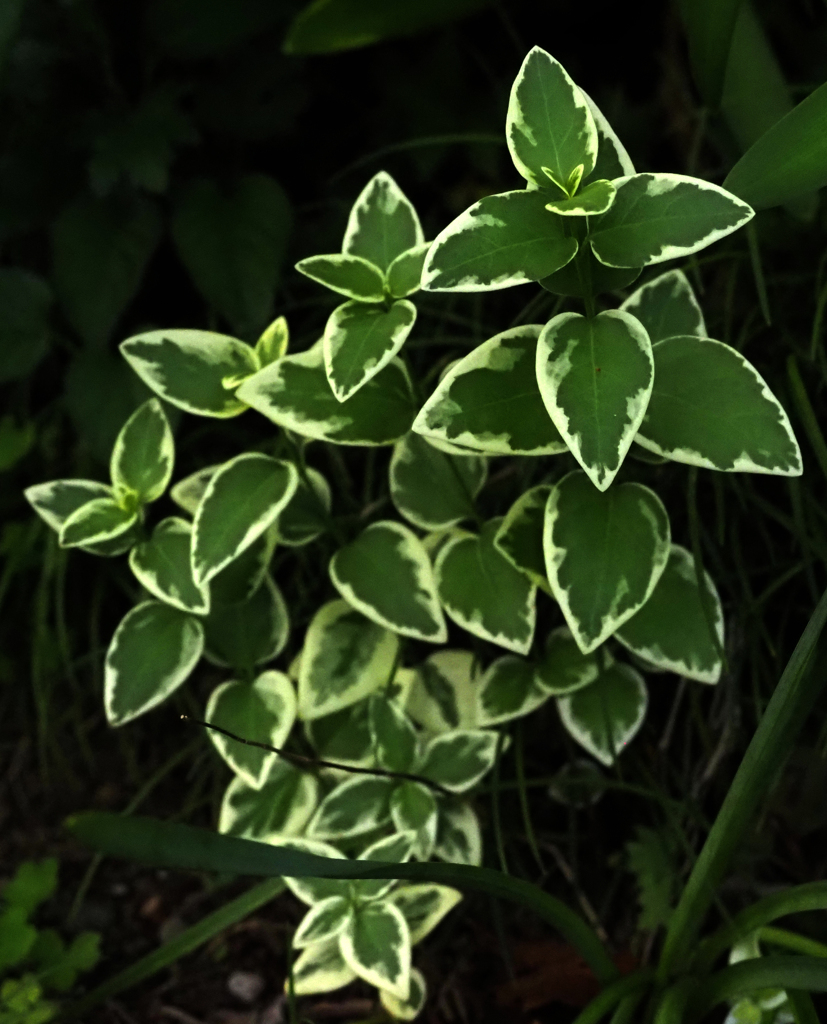 二ヶ領用水の植物