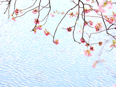 河津川と桜　２