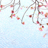 河津川と桜　２