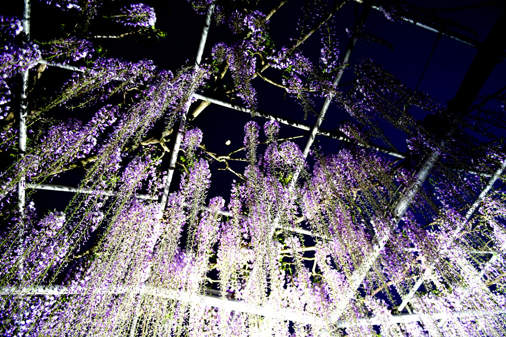 藤棚１