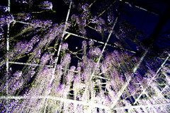 藤棚１