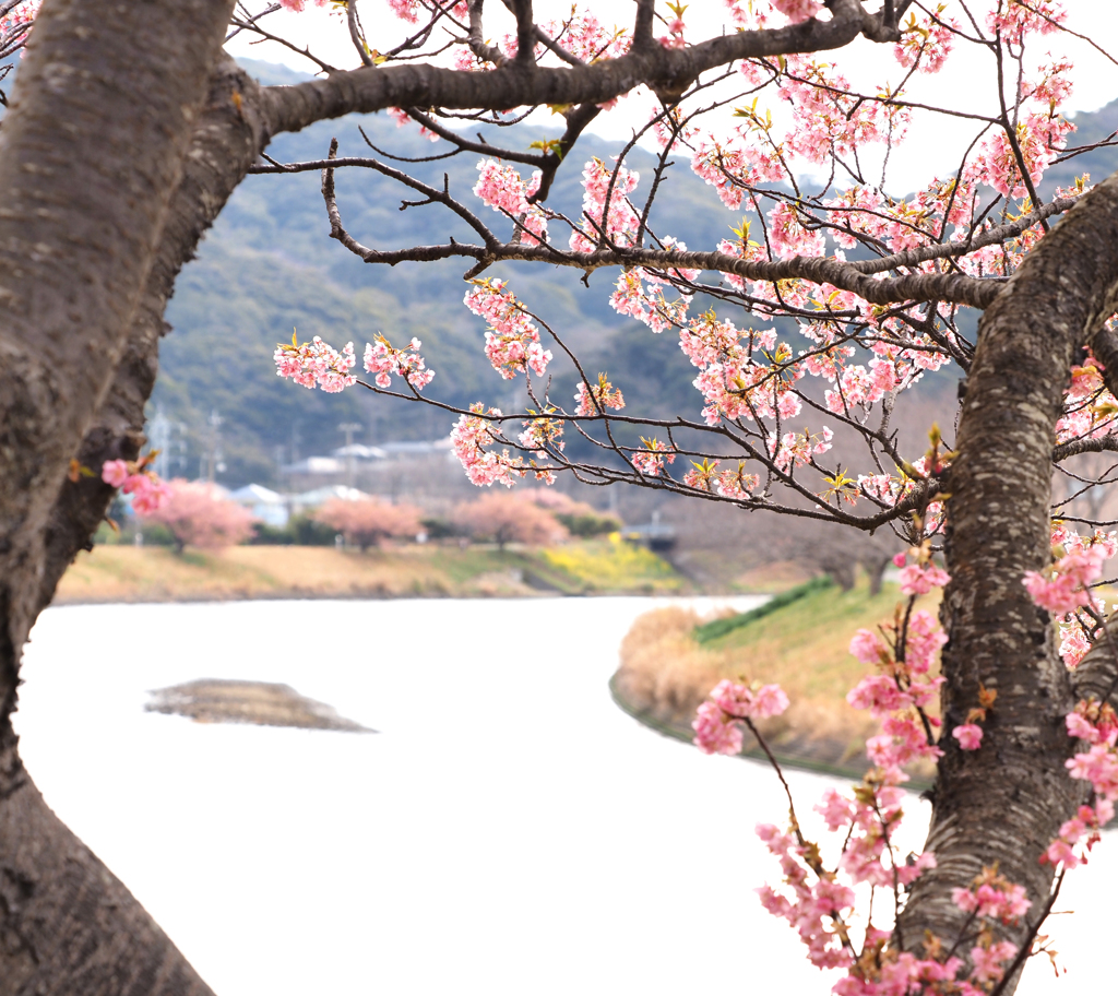 下賀茂の河津桜３