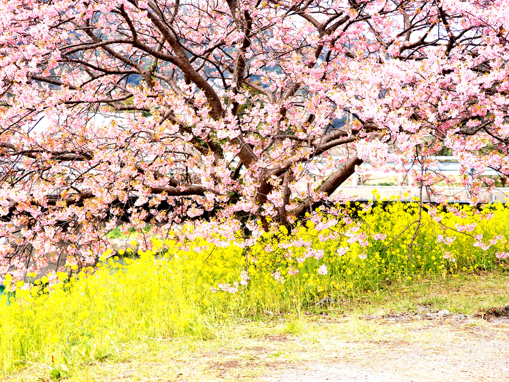 下賀茂の河津桜４