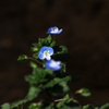 二ヶ領用水の花　オオイヌノフグリ