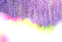 藤の花　あしかがフラワーパーク