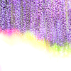 藤の花　あしかがフラワーパーク