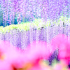 藤の花　あしかがフラワーパーク　その３