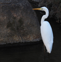 二ヶ領用水の鳥　ダイサギ