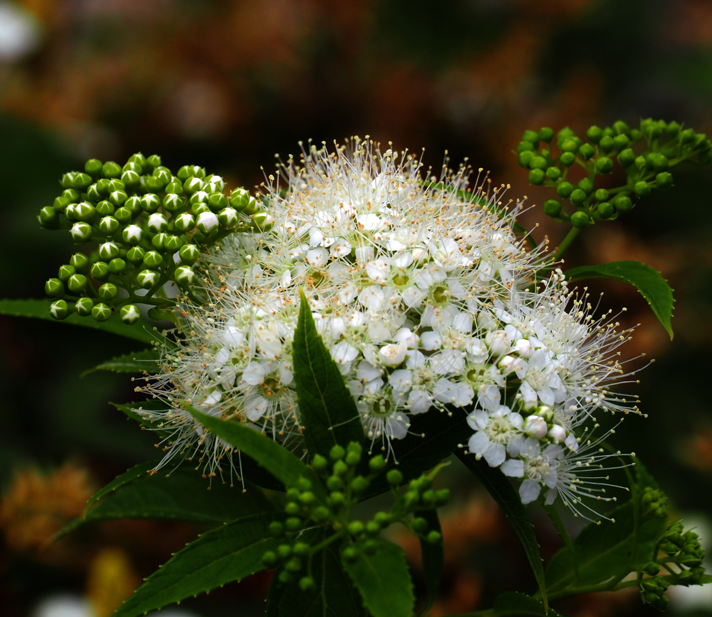 雨あいの花３