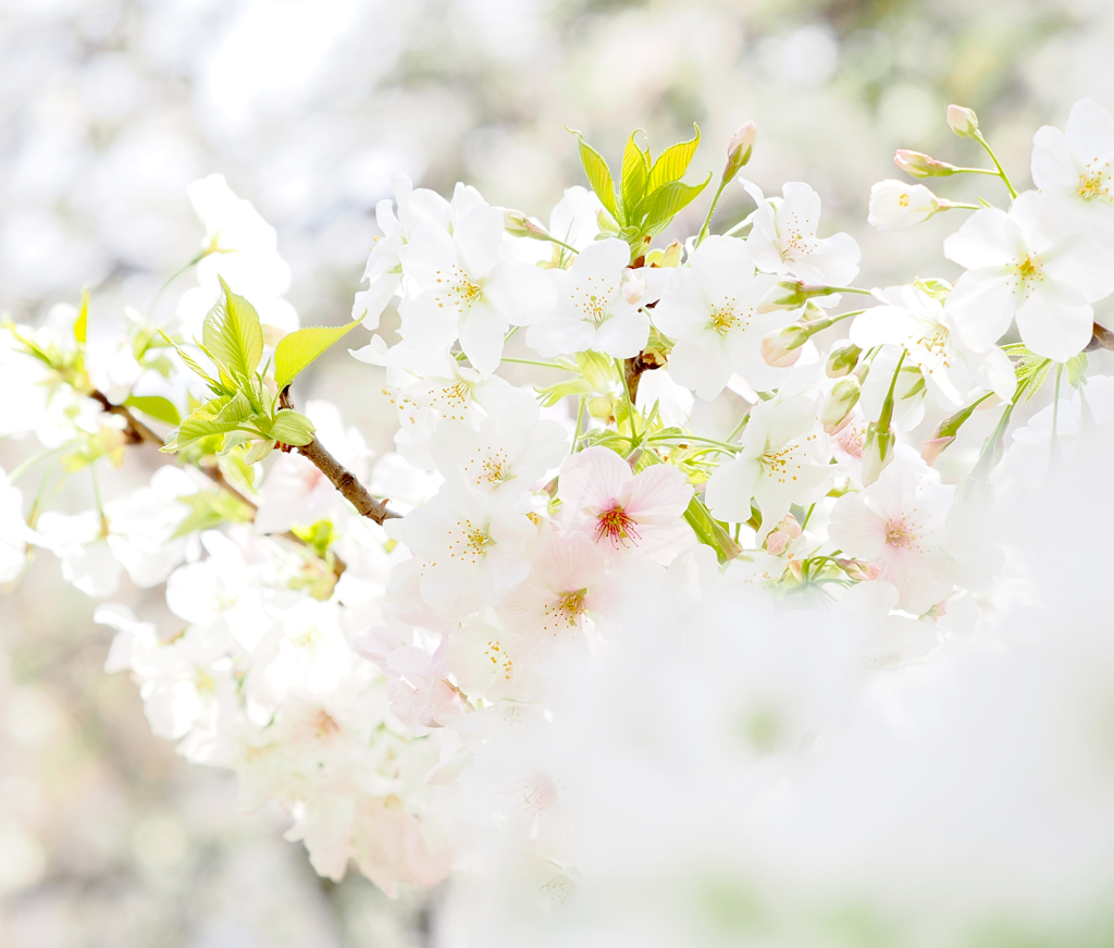 ソメイヨシノ    二ヶ領用水の花４月