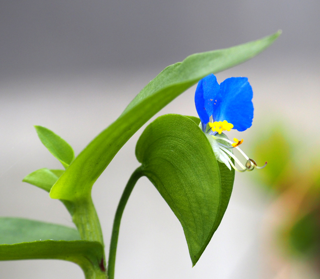 隅田川の植物　ツユクサ