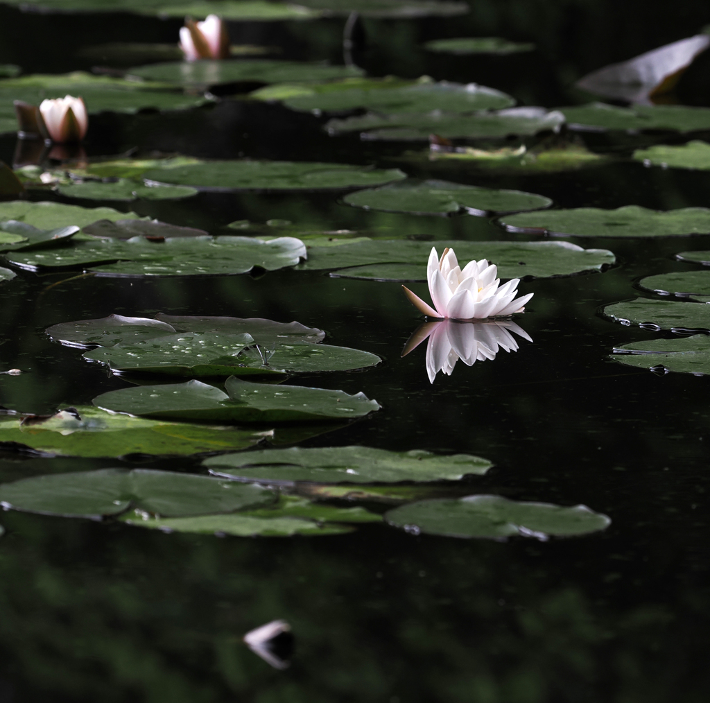 大沼の蓮