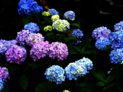 ７月の紫陽花　北海道五鹿山公園