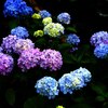 ７月の紫陽花　北海道五鹿山公園