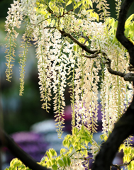 あしかがフラワーパークの花　白藤３